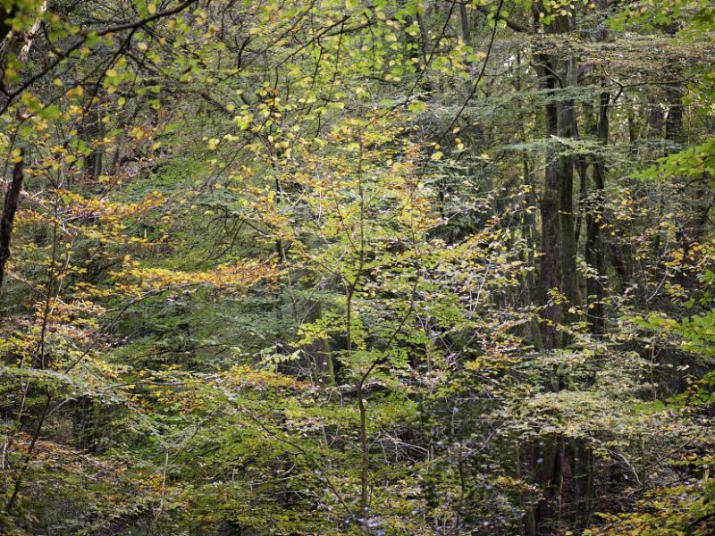 30 Years After the Great Storm - a taste of rewilding